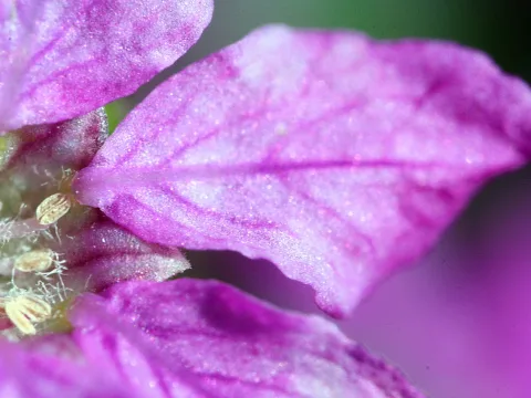 Makroaufnahme einer violetten Blüte mit glänzenden Blütenblättern und sichtbaren Staubgefäßen am linken Rand, im Hintergrund verschwommenes Grün und Violett.
