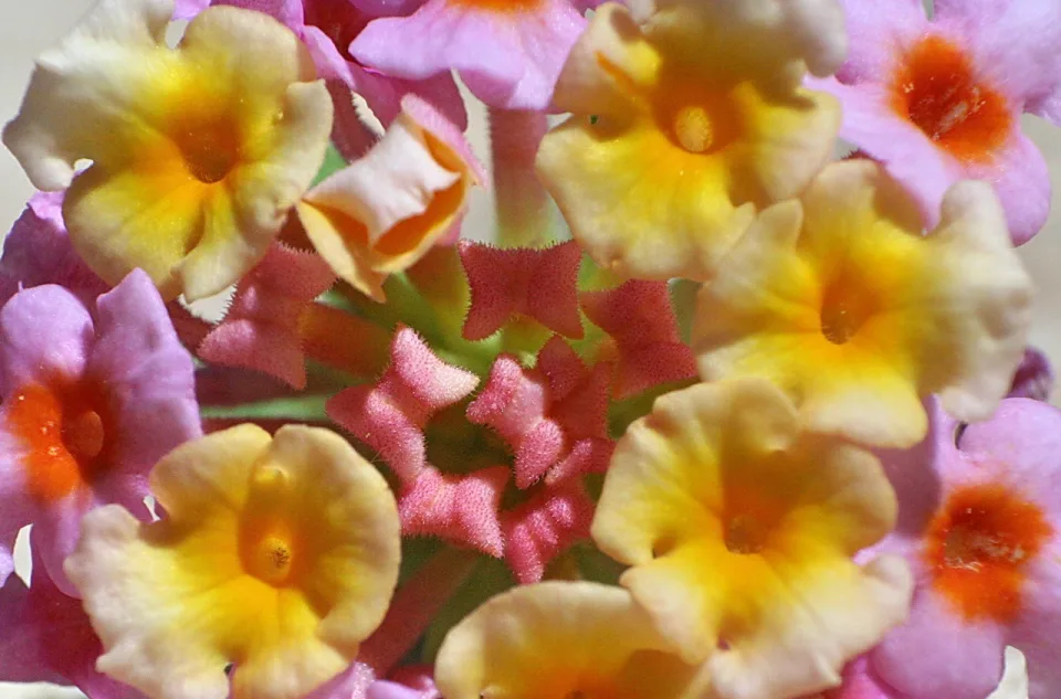 Nahaufnahme einer Lantana mit dicht gedrängten Blütenköpfen in Gelb, Orange und Rosa, dazwischen kleine, behaarte rosa Knospen.