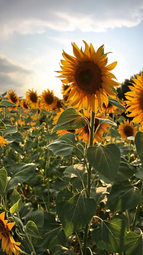 Großaufnahme einer gelben Sonnenblume mit dunkler Blütenmitte vor Feld weiterer Sonnenblumen und grünen Blättern unter bewölktem Himmel