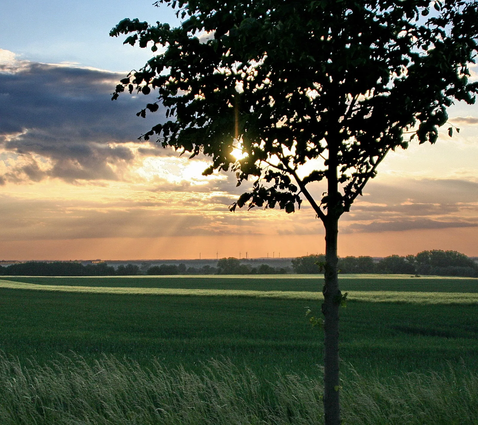 Ein junger Baum im rechten Vordergrund, dahinter grüne Felder, Horizont und ein Sonnenuntergang mit dunklen Wolken.