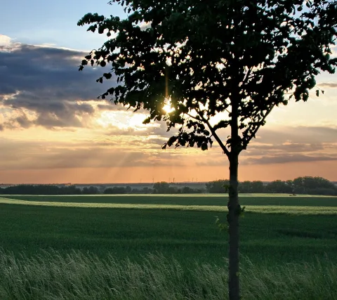 Ein junger Baum im rechten Vordergrund, dahinter grüne Felder, Horizont und ein Sonnenuntergang mit dunklen Wolken.