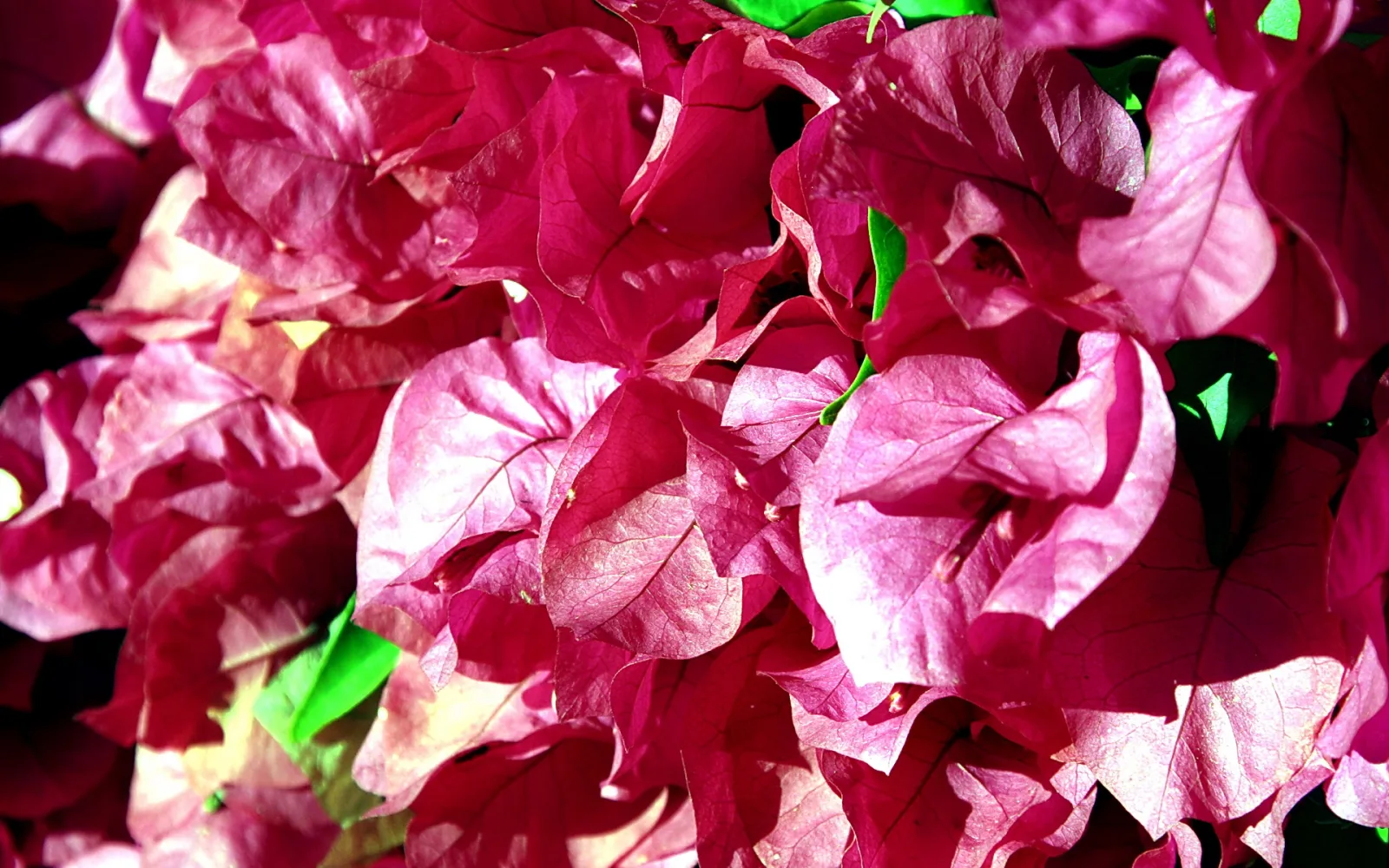 Dichte Bougainvillea mit pinkfarbenen und rosa Hochblättern, dazwischen einzelne grüne Blätter