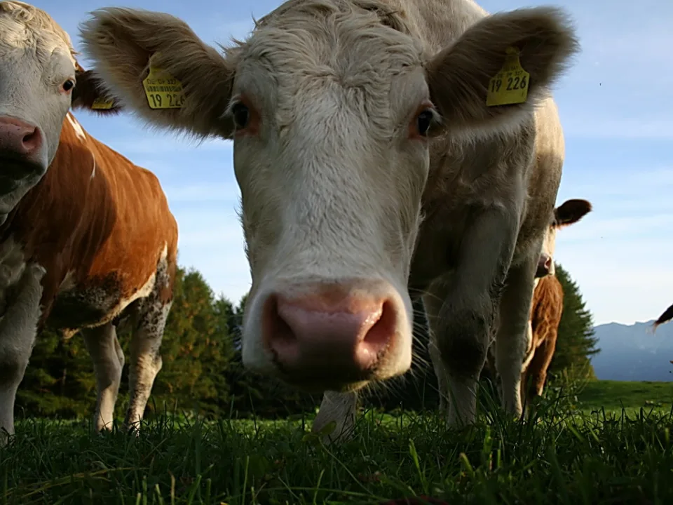 Eine weiße Kuh mit gelber Ohrmarke blickt aus flacher Perspektive frontal in die Kamera, links und rechts stehen weitere Kühe auf einer grünen Weide vor Nadelbäumen und Bergen.