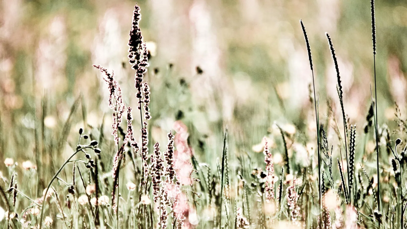 Hohe Wiesengräser mit feinen Rispen vor unscharfem, hell-grünem Hintergrund, im Vordergrund kleine weiße Blüten.