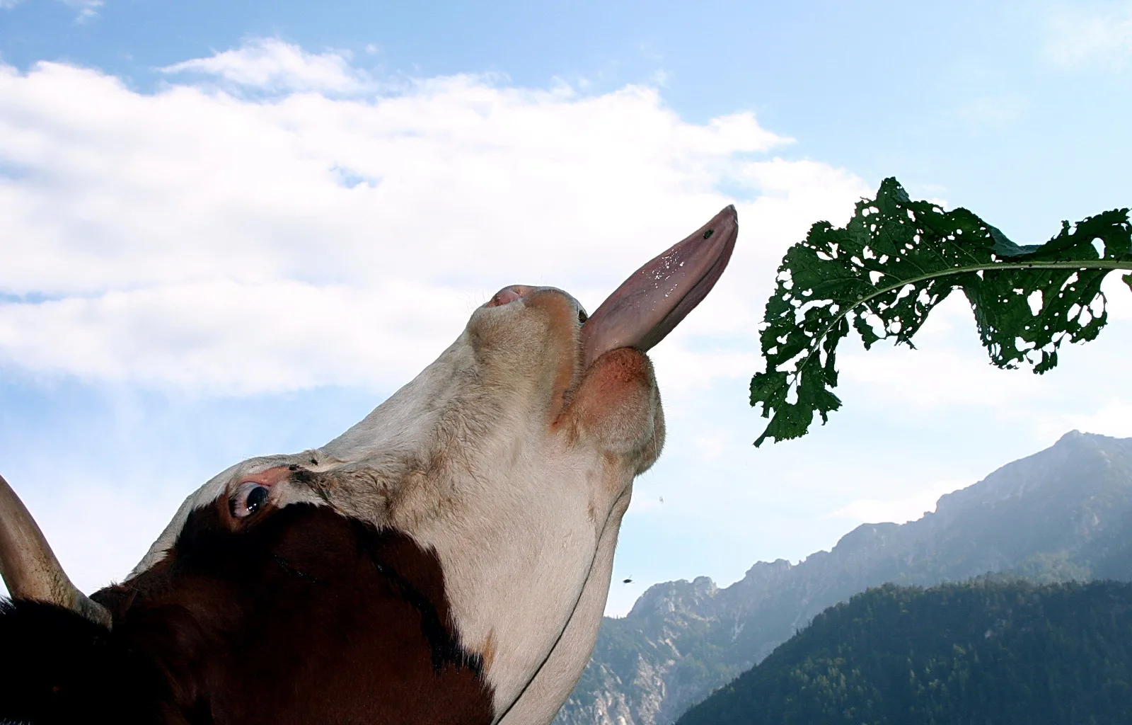 Braun-weiße Kuh mit ausgestreckter Zunge reckt den Kopf nach einem löchrigen grünen Blatt rechts im Bild, dahinter Himmel und Bergkamm.