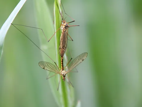 Zwei Schnaken mit langen Beinen sitzen paarweise an einem grünen Grashalm vor unscharfem grünem Hintergrund.
