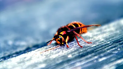 Makroaufnahme einer Hornisse mit gelb-schwarz gebänderetem Hinterleib und großen Facettenaugen, die auf einer hellen, längsgemaserten Holzoberfläche sitzt.