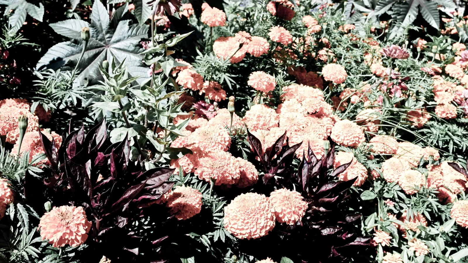 Dichtes Blumenbeet mit orangefarbenen Ringelblumen, dazwischen dunkelrote Blätter und große grüne Blätter einer Pflanze