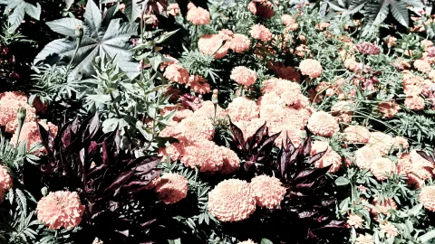 Dichtes Blumenbeet mit orangefarbenen Ringelblumen, dazwischen dunkelrote Blätter und große grüne Blätter einer Pflanze