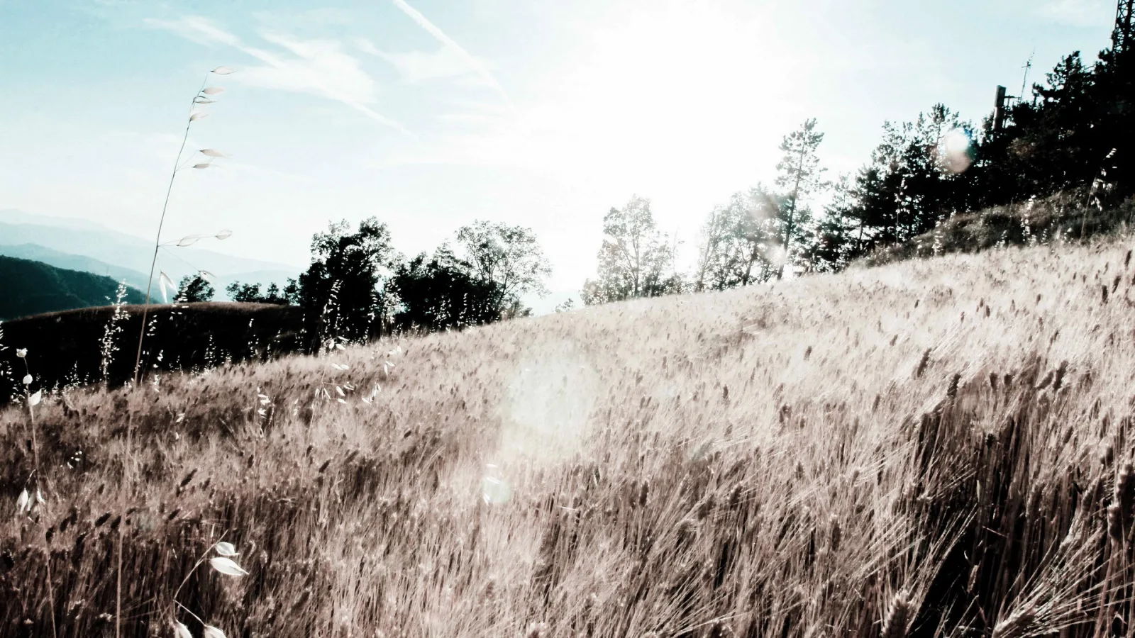 Hang mit hohem, goldbraunem Gras unter hellem Himmel, rechts Nadelbäume, links eine Bergkette im Dunst.