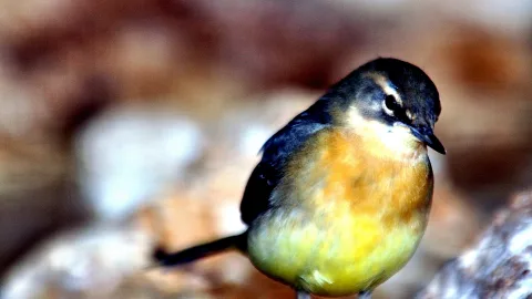 Kleiner Singvogel mit dunklem Kopf, weißem Augenstreif, orangefarbener Brust und gelbem Bauch, vor unscharfem braunem Hintergrund.