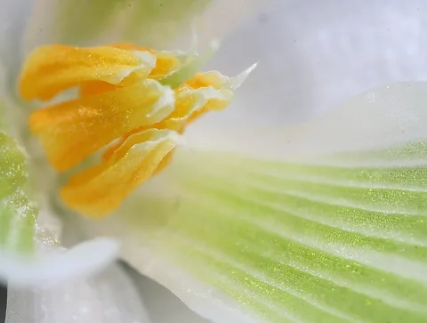 Makroaufnahme einer weißen Blüte: links oben leuchten gelbe Staubbeutel, rechts verlaufen grün gestreifte Kronblattrillen diagonal ins Bild.