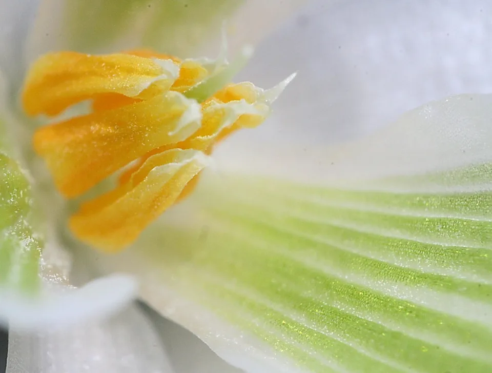 Makroaufnahme einer weißen Blüte: links oben leuchten gelbe Staubbeutel, rechts verlaufen grün gestreifte Kronblattrillen diagonal ins Bild.