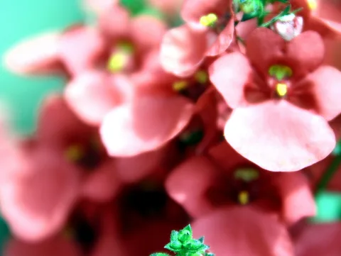 Nahaufnahme von rosafarbenen Blüten mit gelben Staubgefäßen vor einem unscharfen grünen Hintergrund.