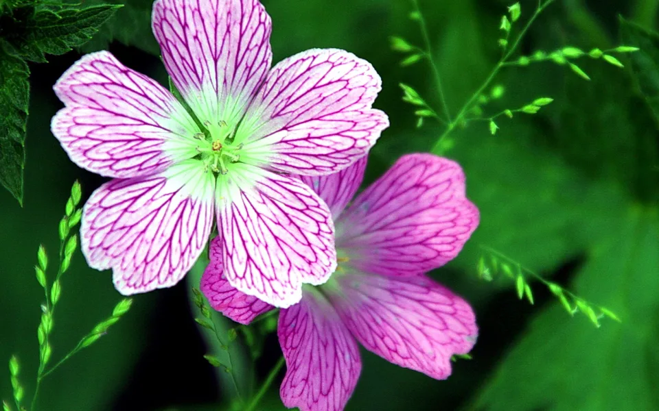 Zwei rosa-weiß geaderte Blüten mit gelber Mitte vor unscharfem grünem Hintergrund.