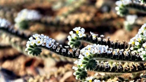 Zweige mit dicht sitzenden kleinen weißen Blüten, scharf im Vordergrund, der Hintergrund in unscharfem Braun und Beige.