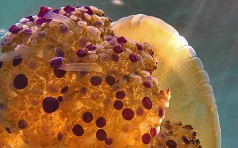 Nahaufnahme einer gelblichen Qualle unter Wasser mit kleinen runden Erhebungen und violetten Spitzen auf dem Schirm, rechts davon der helle Rand des Schirms vor blaugrünem Wasser.