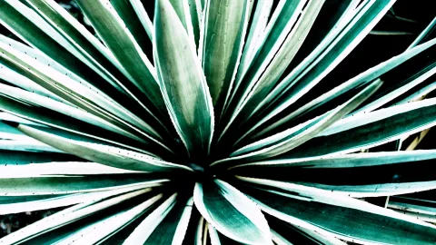 Aufsicht auf eine Agave mit spitzen, blaugrünen Blättern, deren helle Ränder sternförmig von einem dunklen Zentrum nach außen laufen.