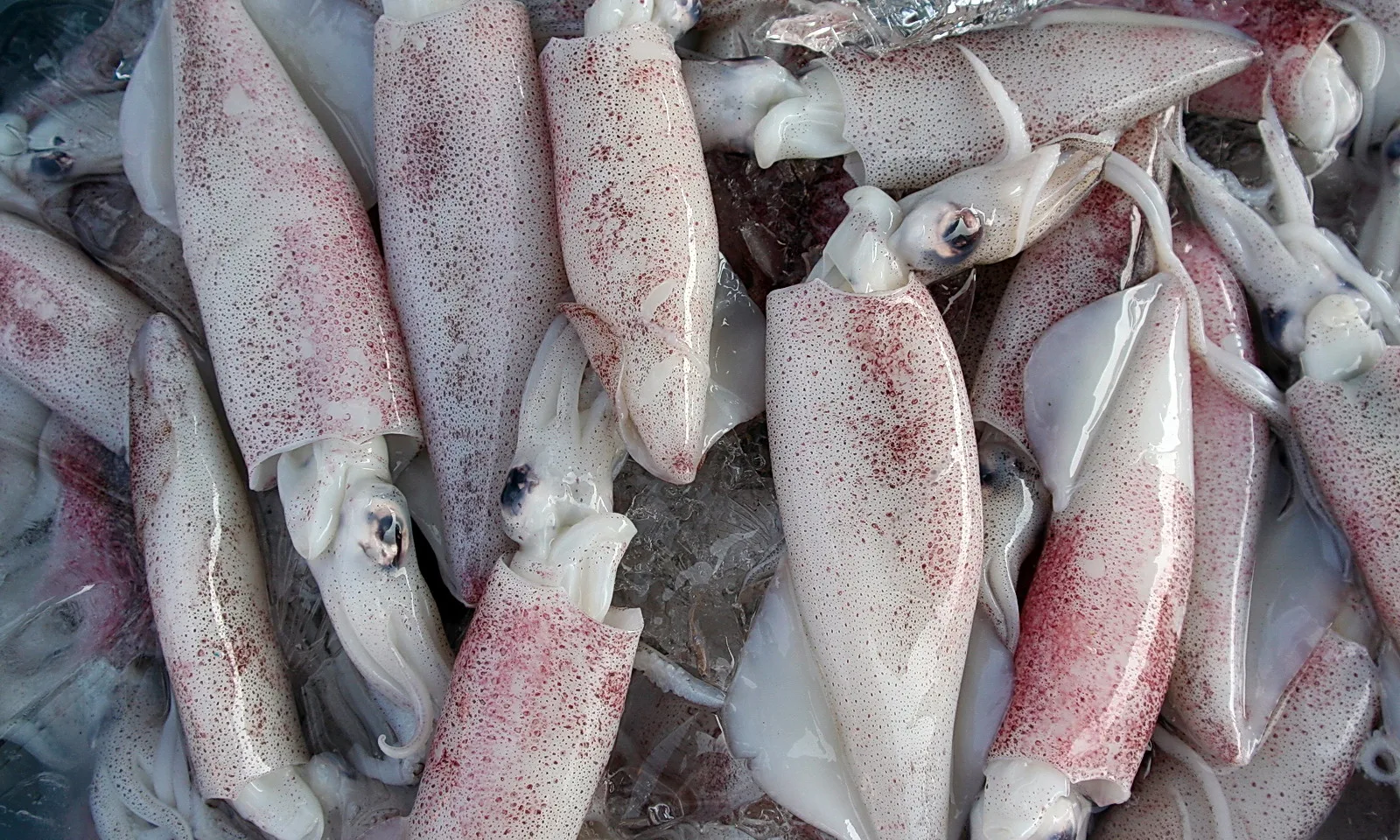 Mehrere frische Tintenfische mit rosa gesprenkelter Haut liegen dicht gedrängt auf zerstoßenem Eis.