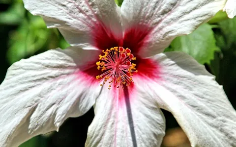 Nahaufnahme einer weißen Hibiskusblüte mit rosa-rotem Zentrum, aus dem gelbe Staubfäden und ein rosafarbener Griffel ragen, vor dunkelgrünem Hintergrund.