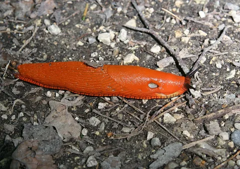 Eine orangerote Nacktschnecke kriecht quer über dunklen Erdboden mit Kieselsteinen und trockenen Blättern.