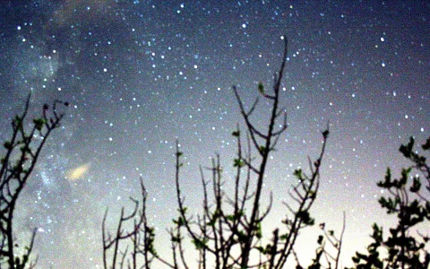 Nachthimmel voller Sterne, im Vordergrund ragen kahle Zweige und Sträucher als dunkle Silhouetten ins Bild.