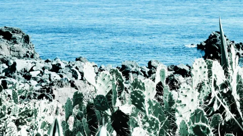 Dichter Bewuchs aus Feigenkakteen mit langen Stacheln vor dunklen Lavafelsen, dahinter das blaue Meer.