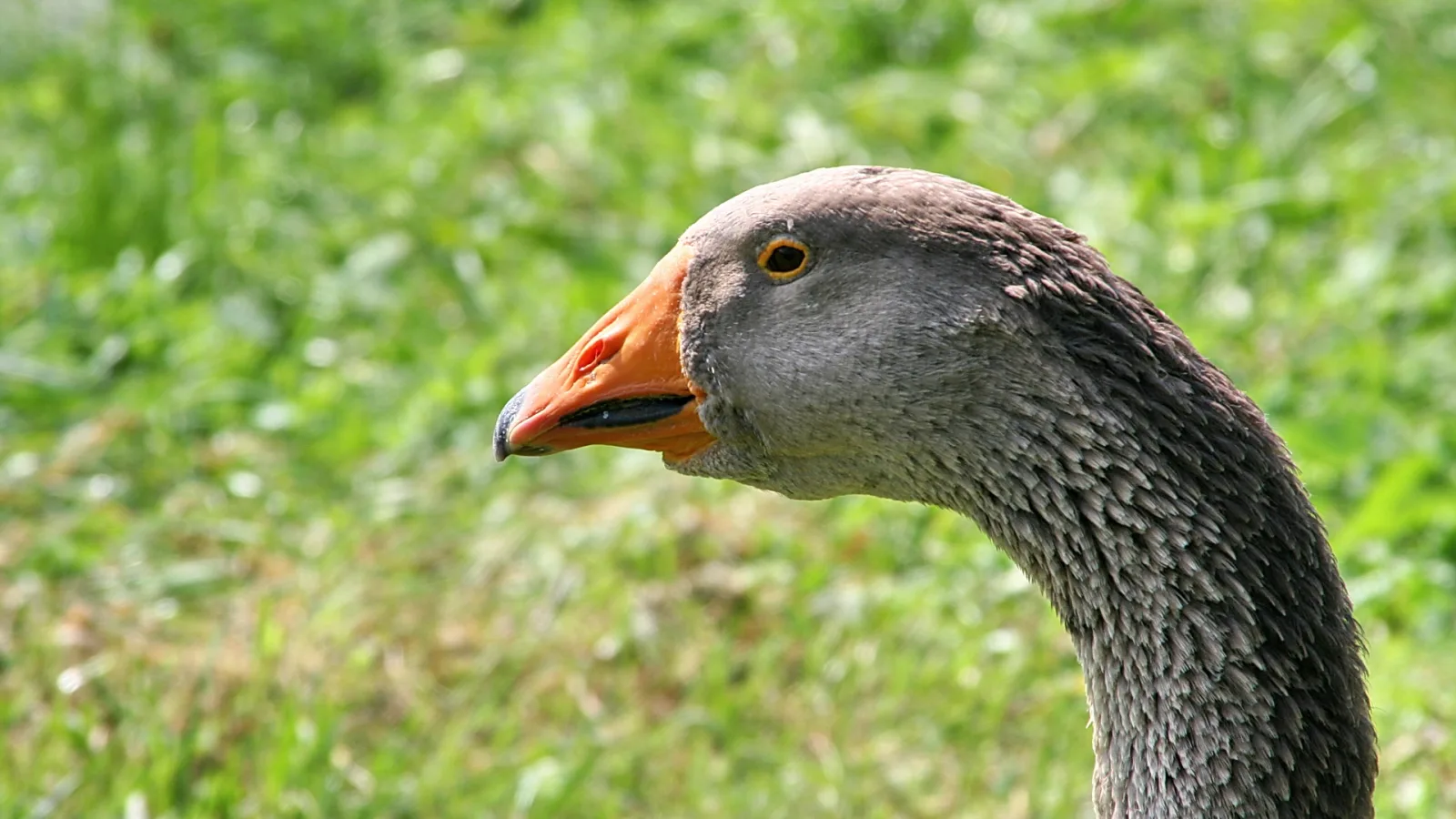 Nahaufnahme einer grauen Gans im Profil mit orangefarbenem Schnabel und gelbem Auge vor unscharfem grünem Gras