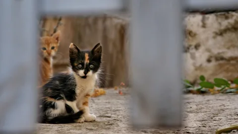 Dreifarbiges Kätzchen sitzt auf einem Betonboden hinter einem Gitter, im Hintergrund schaut ein orangefarbenes Kätzchen vor einer Steinmauer hervor.