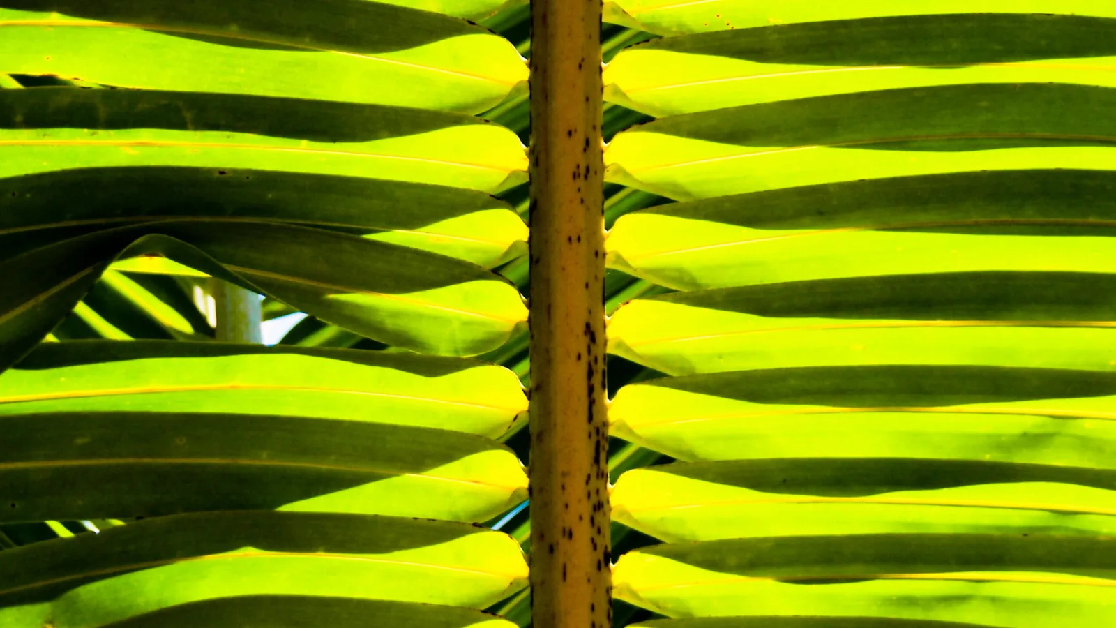 Nahaufnahme von Palmwedeln mit gelbgrünen Fiederblättern und dunklen Schatten, in der Mitte ein vertikaler, braun gesprenkelter Stiel.