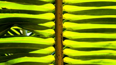Nahaufnahme von Palmwedeln mit gelbgrünen Fiederblättern und dunklen Schatten, in der Mitte ein vertikaler, braun gesprenkelter Stiel.