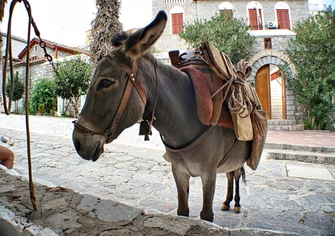 Ein grauer Esel mit Zaumzeug, Packsattel und Glocke steht auf einer Gasse mit Kopfsteinpflaster vor einem Steinhaus.