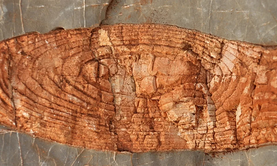 Nahaufnahme eines rotbraunen, versteinerten Baumstammquerschnitts mit deutlichen Jahresringen, eingebettet in grauem Gestein.