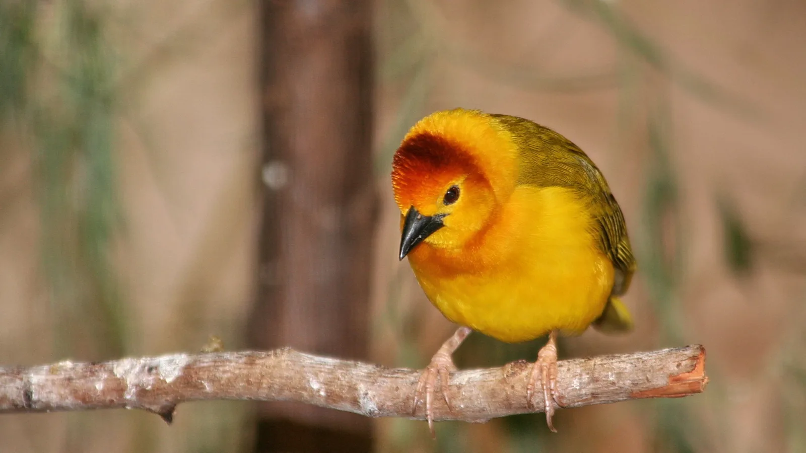 Gelber Webervogel mit orangeroter Kopfplatte sitzt auf einem hellen Ast vor unscharfem braunem Hintergrund.