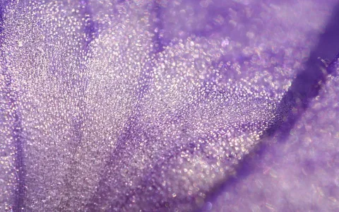 Makroaufnahme einer lila Blüte mit feinen glitzernden Tröpfchen oder Partikeln auf der Oberfläche, dunkle Adern verlaufen diagonal durchs Bild.