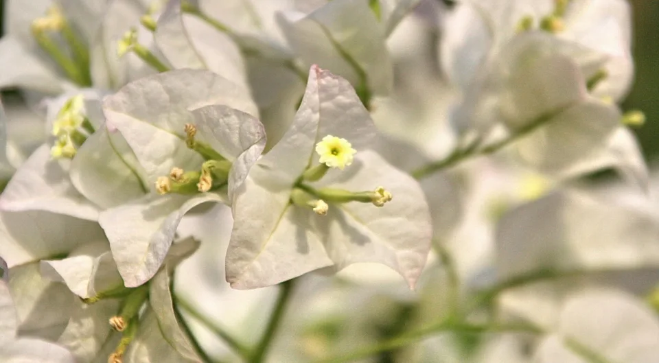 Nahaufnahme weißer Bougainvillea-Hochblätter mit kleinen gelbgrünen Blüten an dünnen Stielen, der Hintergrund ist unscharf in Weiß und Grün.