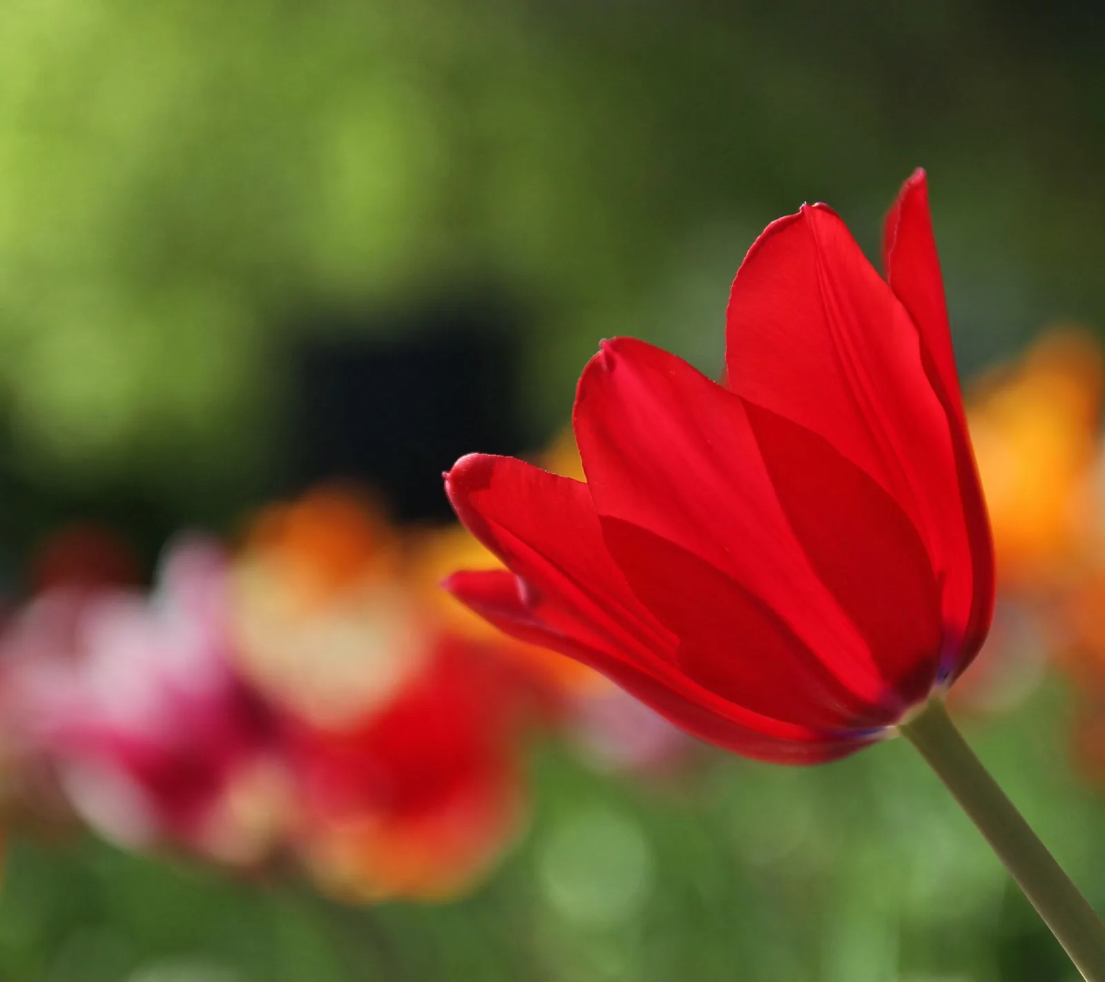 Eine einzelne rote Tulpe im Profil, im Vordergrund scharf, dahinter unscharfe grüne und orangefarbene Blüten.