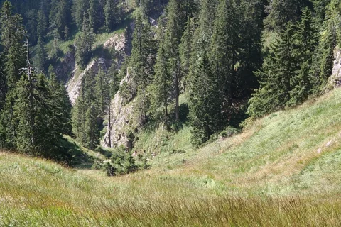 Steiler Nadelwald mit Felsen am Hang, davor eine hohe Bergwiese im Sommerlicht