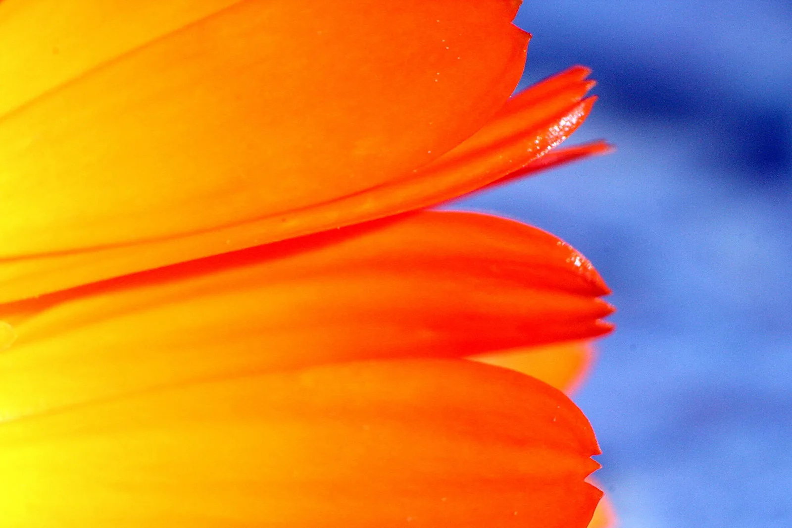 Nahaufnahme überlappender orangeroter Blütenblätter, die zum Rand hin gelb werden, vor unscharfem blauem Hintergrund
