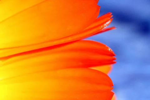 Nahaufnahme überlappender orangeroter Blütenblätter, die zum Rand hin gelb werden, vor unscharfem blauem Hintergrund