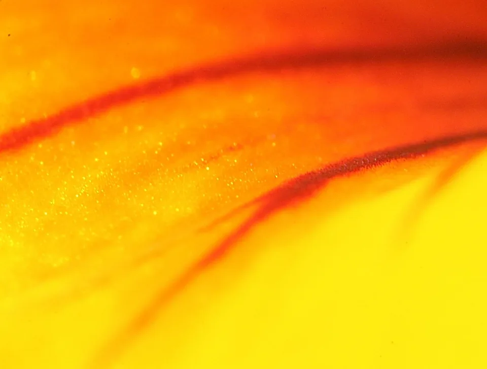 Makroaufnahme einer Blütenoberfläche mit gelben und orangefarbenen Flächen, durchzogen von roten Fasern und Linien, die diagonal von links oben nach rechts unten verlaufen.