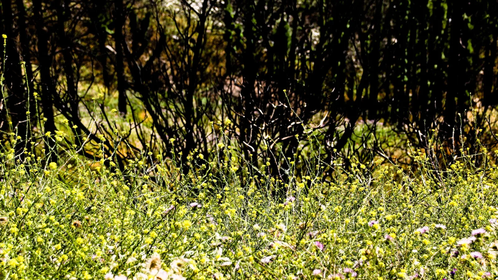 Dichter Teppich aus gelben Wildblumen und grünen Gräsern im Vordergrund, dahinter dunkle, kahle Büsche und Sträucher im Gegenlicht.