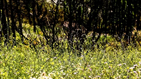 Dichter Teppich aus gelben Wildblumen und grünen Gräsern im Vordergrund, dahinter dunkle, kahle Büsche und Sträucher im Gegenlicht.