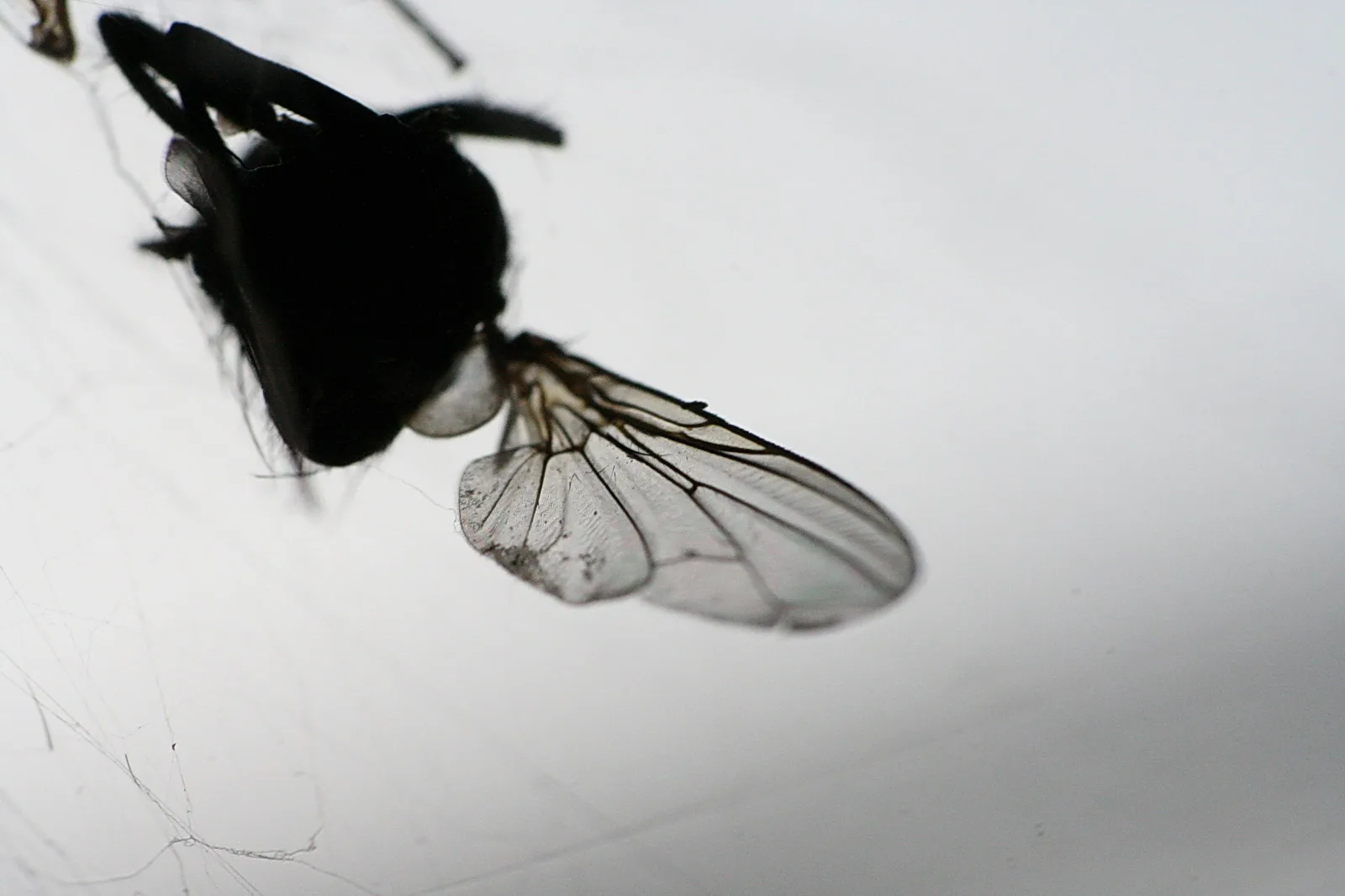 Makroaufnahme einer schwarzen Fliege mit durchsichtigen, geäderten Flügeln vor hellgrauem Hintergrund, Körper oben links, Flügel nach rechts ausgebreitet.