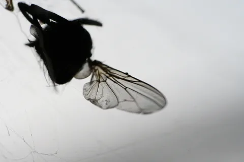 Makroaufnahme einer schwarzen Fliege mit durchsichtigen, geäderten Flügeln vor hellgrauem Hintergrund, Körper oben links, Flügel nach rechts ausgebreitet.