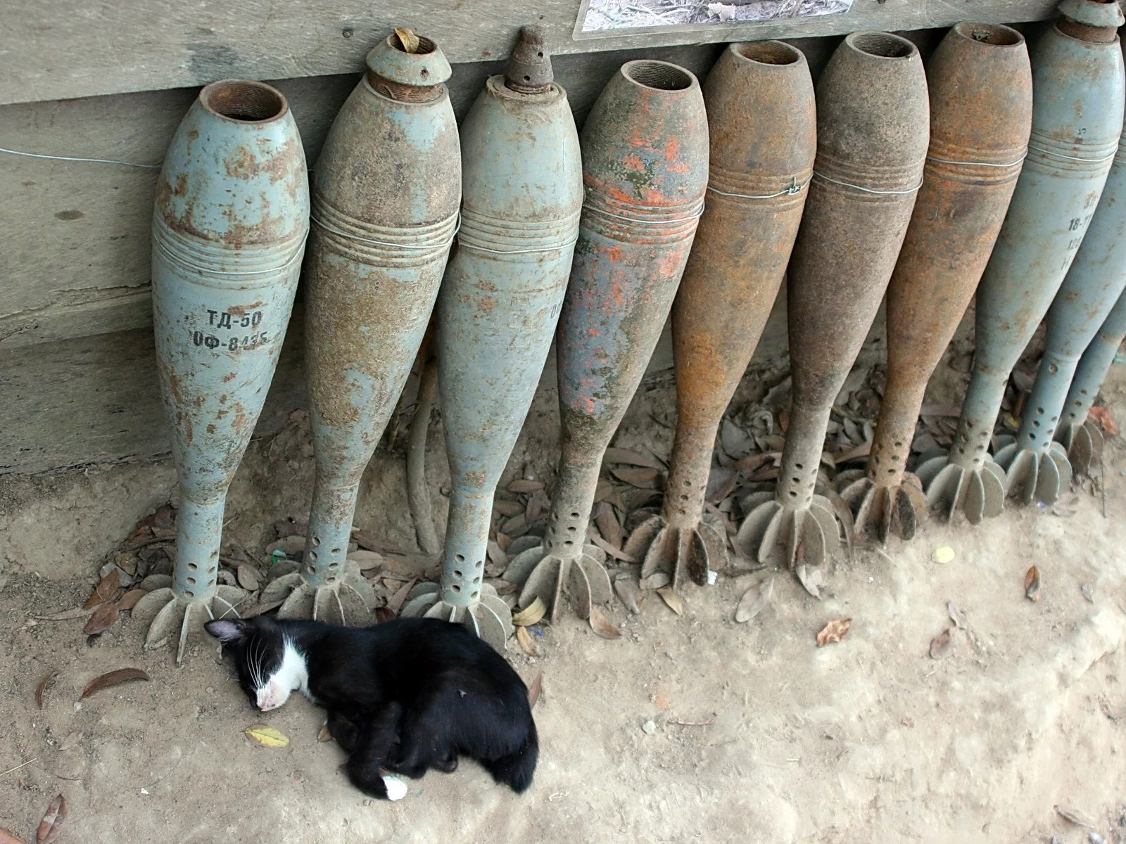 Eine schwarz-weiße Katze liegt auf sandigem Boden vor einer Reihe verrosteter Mörsergranaten, die an einer Holzwand lehnen.