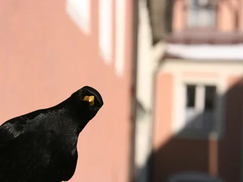 Eine schwarze Amsel mit gelbem Schnabel steht im Vordergrund links, im Hintergrund sind unscharf eine lachsfarbene Hausfassade und ein Fenster zu sehen.