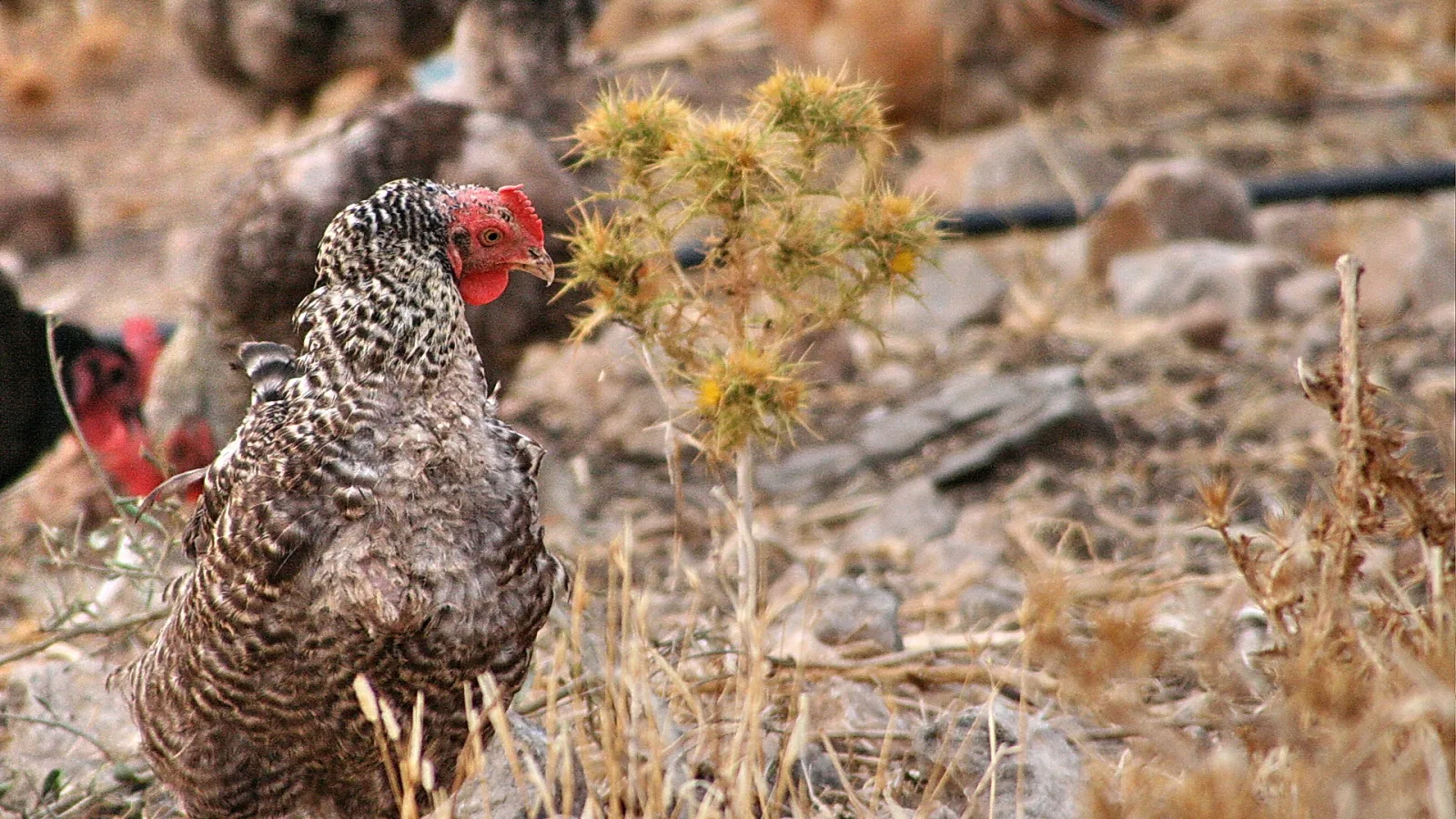 Gesprenkeltes Huhn mit rotem Kamm steht im trockenen Gras zwischen Disteln und Steinen, im Hintergrund weitere Hühner.
