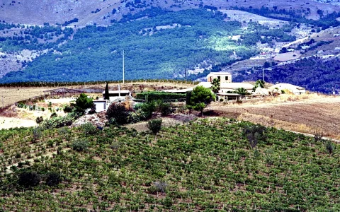 Weinberge im Vordergrund, dahinter ein einzelnes Gehöft an einem bewaldeten Hang in Sizilien.