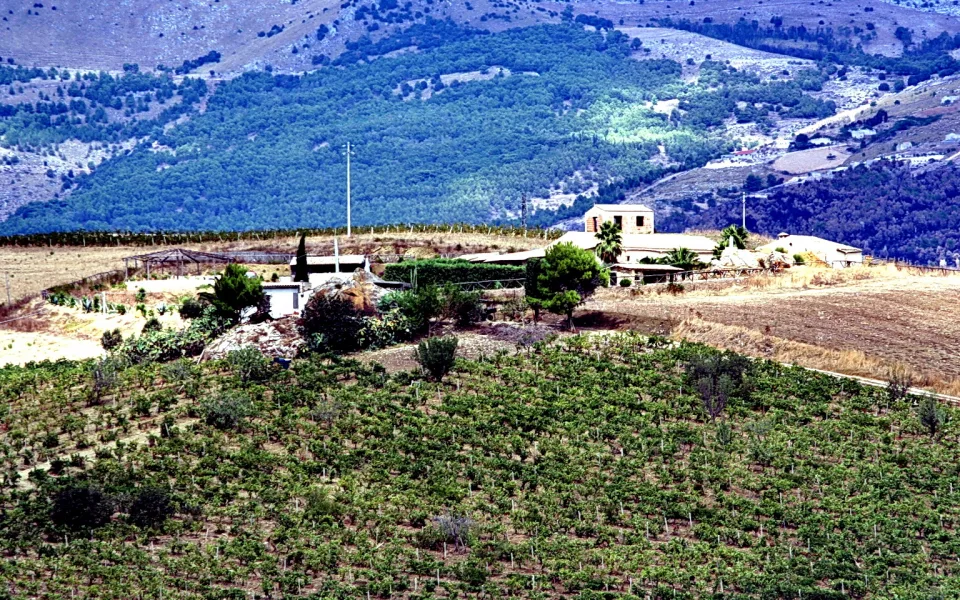 Weinberge im Vordergrund, dahinter ein einzelnes Gehöft an einem bewaldeten Hang in Sizilien.